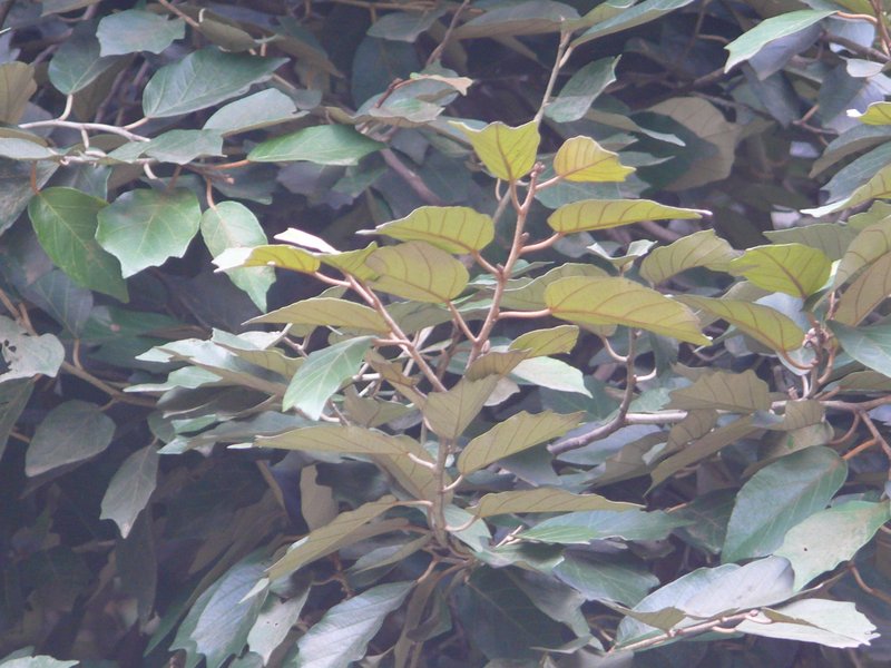 /wp-content/uploads/2020/10/Pterospermum%20diversifolium-Lalbagh-Bangalore-P1320871.JPG