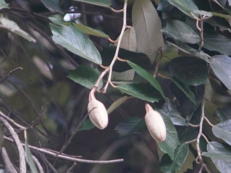 /wp-content/uploads/2020/10/Pterospermum%20diversifolium-Lalbagh-Bangalore-P1320875.JPG
