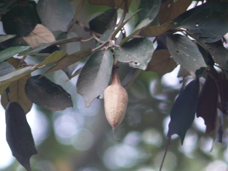 /wp-content/uploads/2020/10/Pterospermum%20diversifolium-Lalbagh-Bangalore-P1320878.JPG