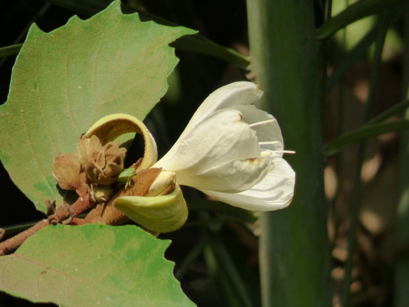 /wp-content/uploads/2020/10/Pterospermum%20suberifolium-Mumbai-P1000437.JPG