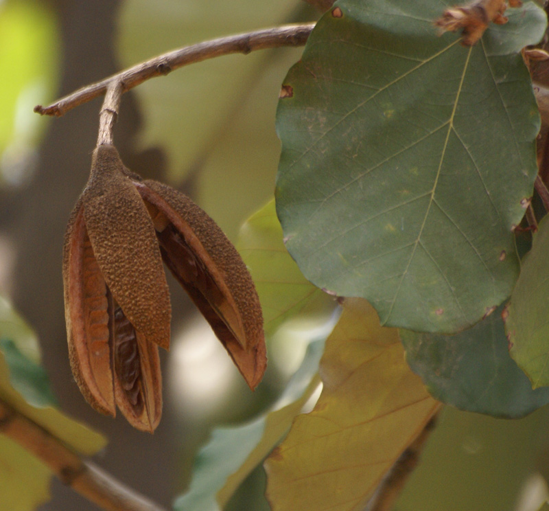 /wp-content/uploads/2020/10/Pterospermum-acerifolium-Delhi-fruit-1.jpg