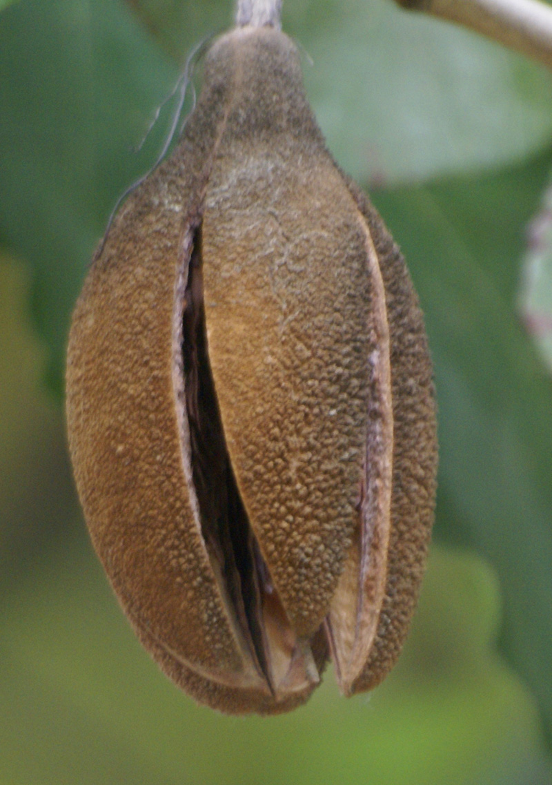 /wp-content/uploads/2020/10/Pterospermum-acerifolium-Delhi-fruit-2-2.jpg