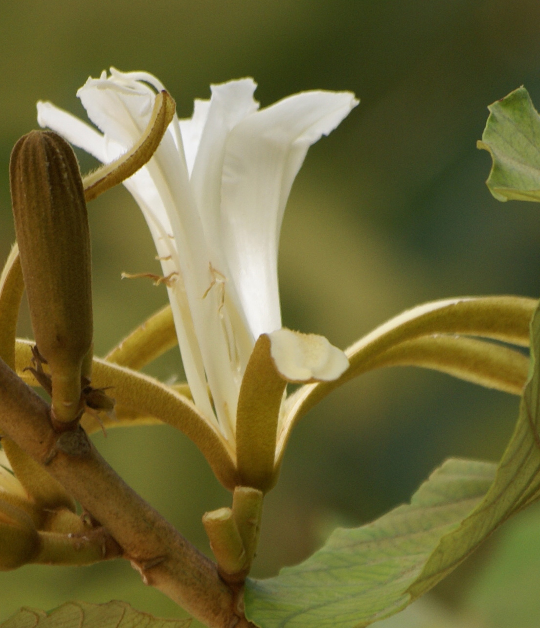 /wp-content/uploads/2020/10/Pterospermum-acerifolium-flower-5.jpg