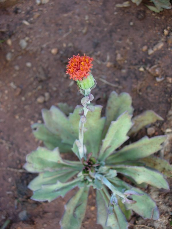 Kleinia fulgens – eFlora of India