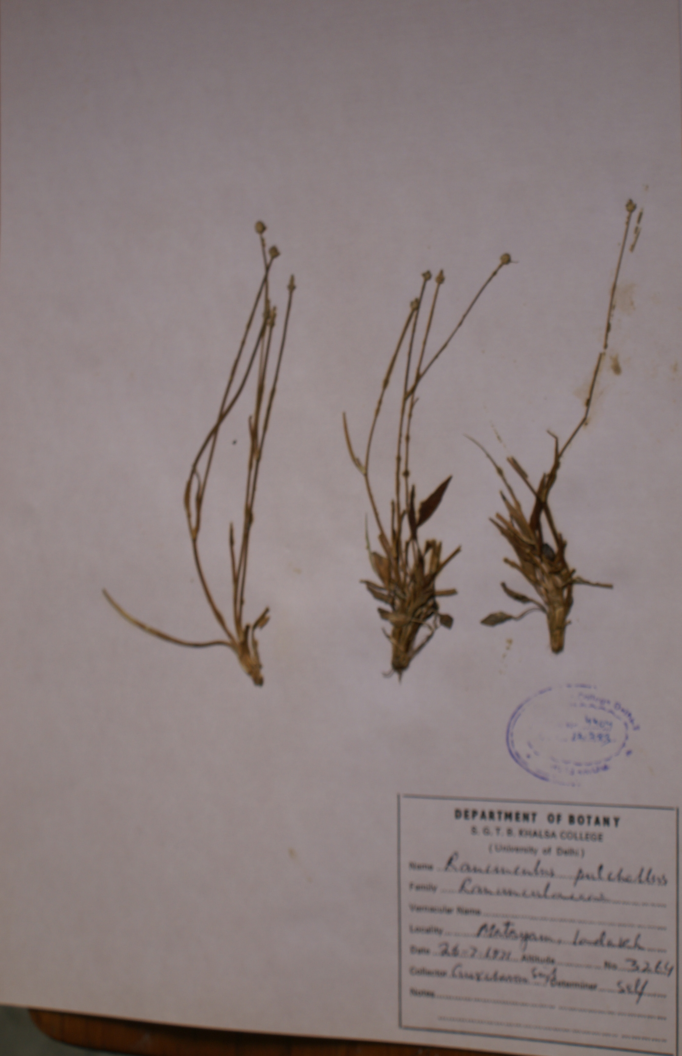 /wp-content/uploads/2020/10/Ranunculaceae-Ranunculus-pulchellus-DSC03438.jpg