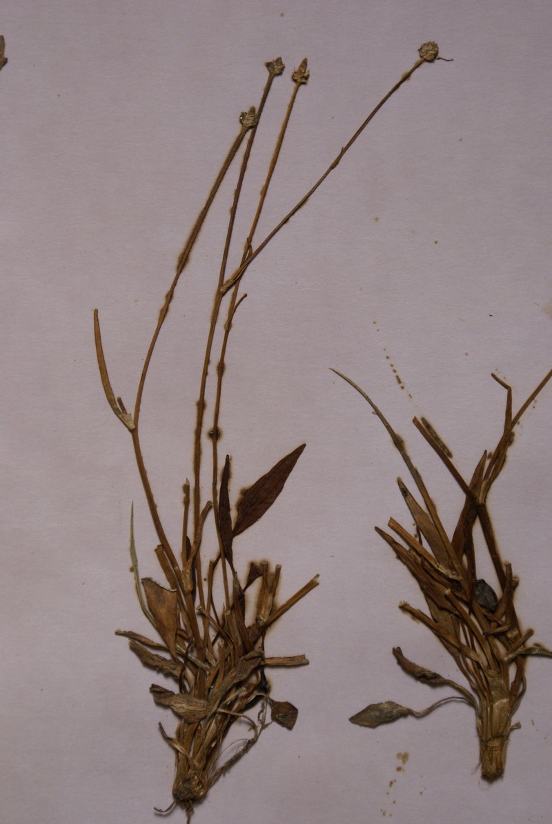 /wp-content/uploads/2020/10/Ranunculus-pulchellus-Ladakh.jpg