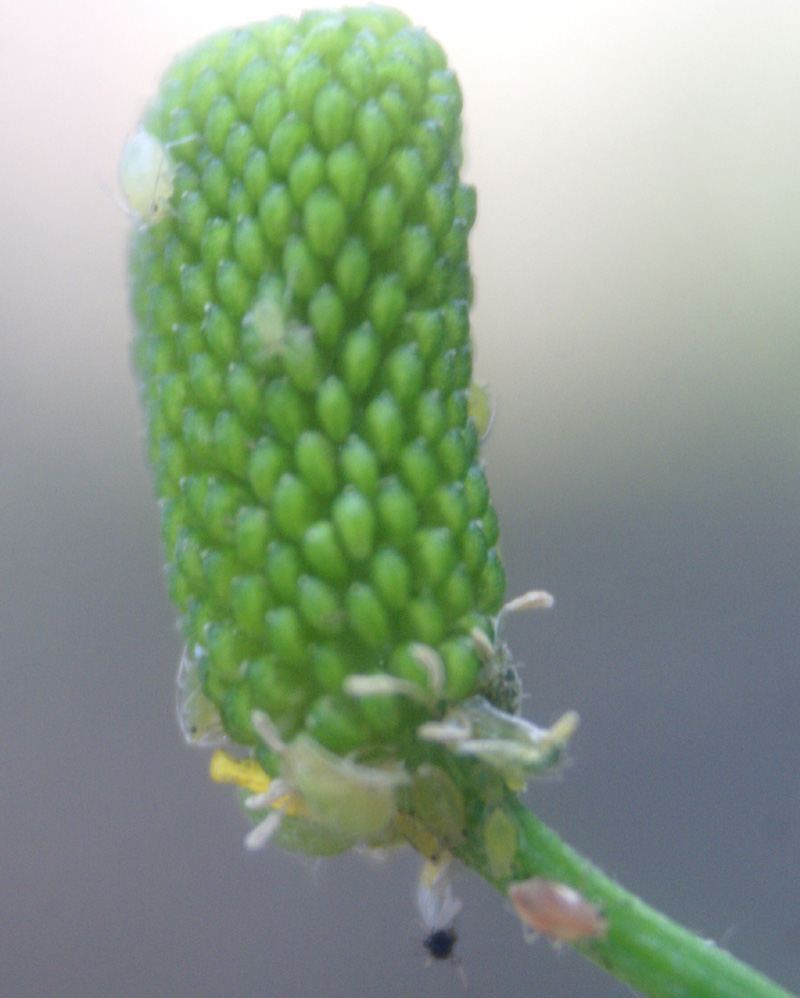 /wp-content/uploads/2020/10/Ranunculus-sceleratus-Delhi-3-8.jpg