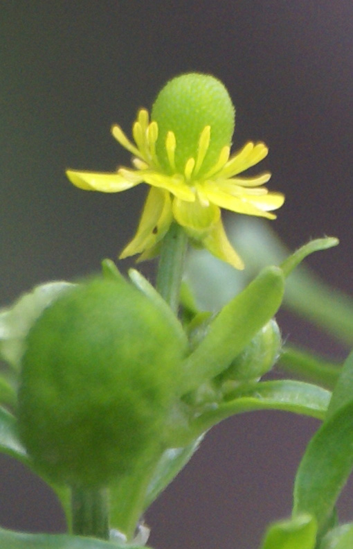 /wp-content/uploads/2020/10/Ranunculus-sceleratus-Delhi-4-9.jpg