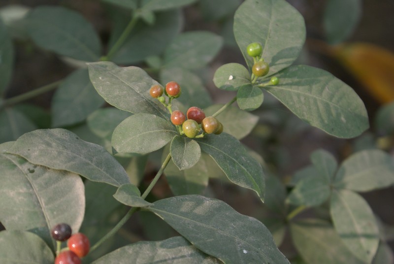 /wp-content/uploads/2020/10/Rauvolfia-tetraphylla-Delhi-3.jpg