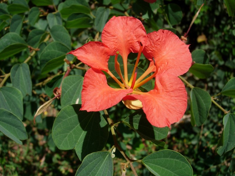/wp-content/uploads/2020/10/Red%20Orchid%20Tree-Red%20Bauhinia-Bauhinia%20galpinii-Lalbagh-Bangalore-DSCN3196.JPG