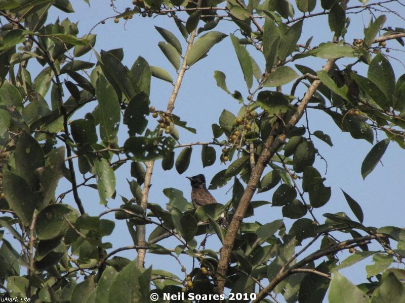 /wp-content/uploads/2020/10/Red-vented%20Bulbul-7.jpg