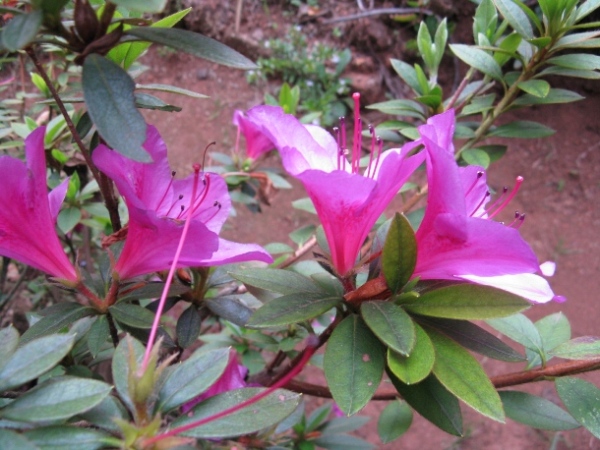 /wp-content/uploads/2020/10/Rhododendron%20-1-.jpg