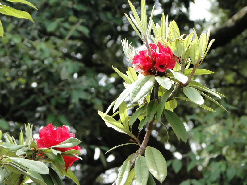 /wp-content/uploads/2020/10/Rhododendron%20arboreum%20-1-.JPG