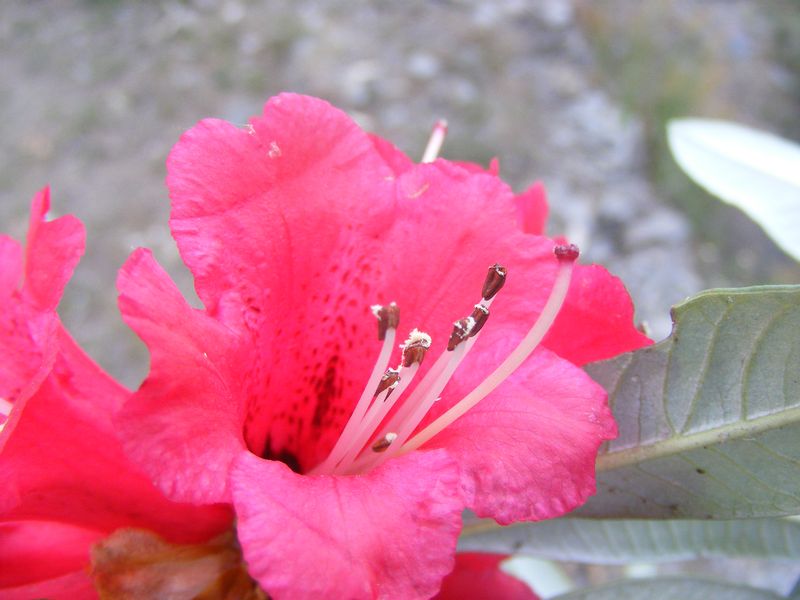 /wp-content/uploads/2020/10/Rhododendron%20arboreum%20-21-.JPG