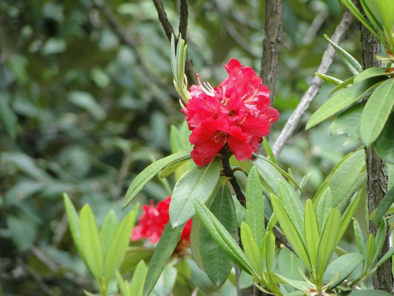 /wp-content/uploads/2020/10/Rhododendron%20arboreum%20-4-.JPG
