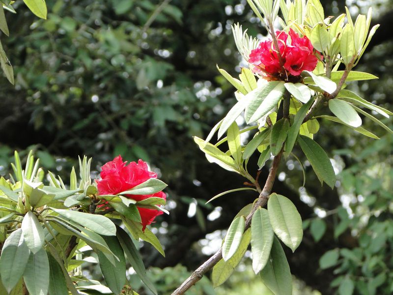 /wp-content/uploads/2020/10/Rhododendron%20arboreum%20-5-.JPG