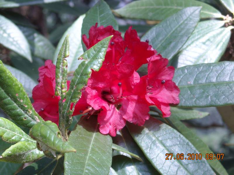 /wp-content/uploads/2020/10/Rhododendron%20arboreum-1%20-4-.JPG