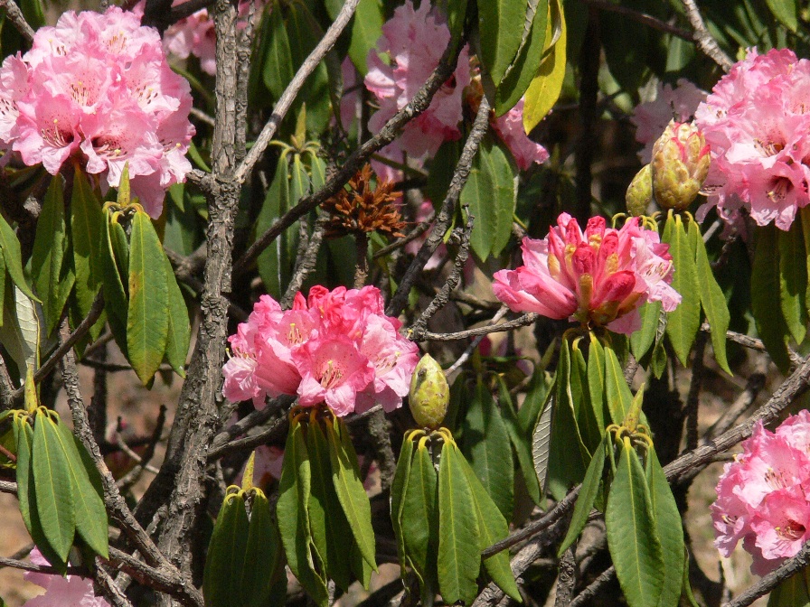 /wp-content/uploads/2020/10/Rhododendron%20arboreum-Pink.JPG