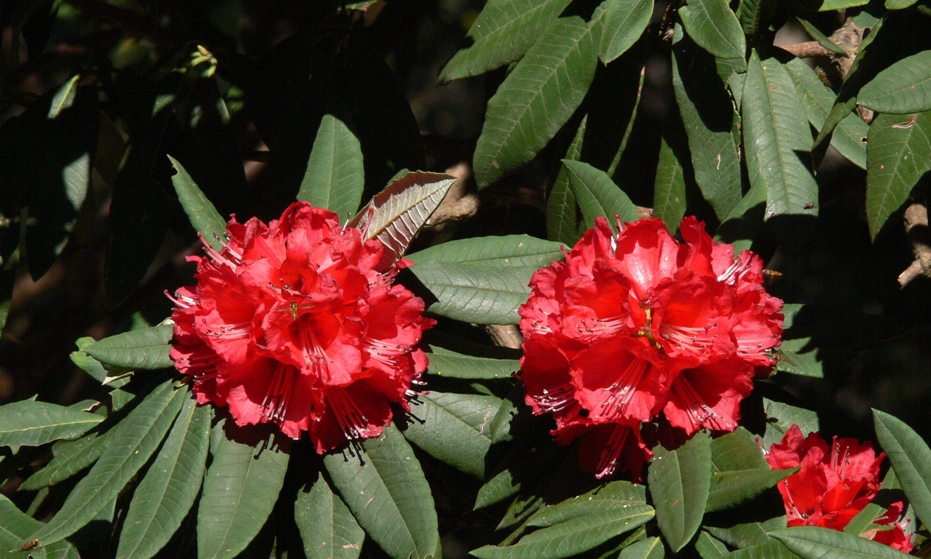 /wp-content/uploads/2020/10/Rhododendron%20arboreum-Red-01.JPG