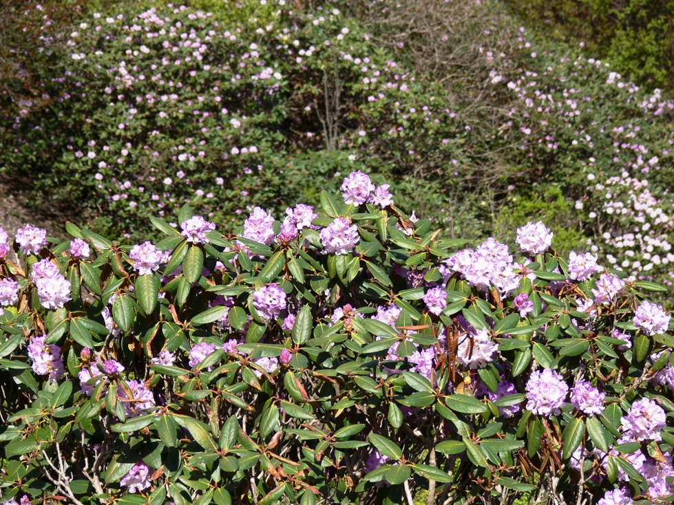 /wp-content/uploads/2020/10/Rhododendron%20campanulatum-population.JPG