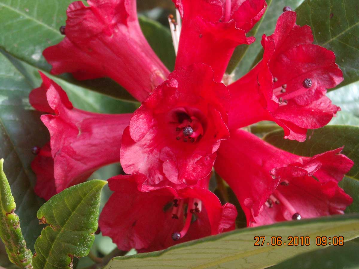 /wp-content/uploads/2020/10/Rhododendron%20fulgens-Eflora-6.jpg