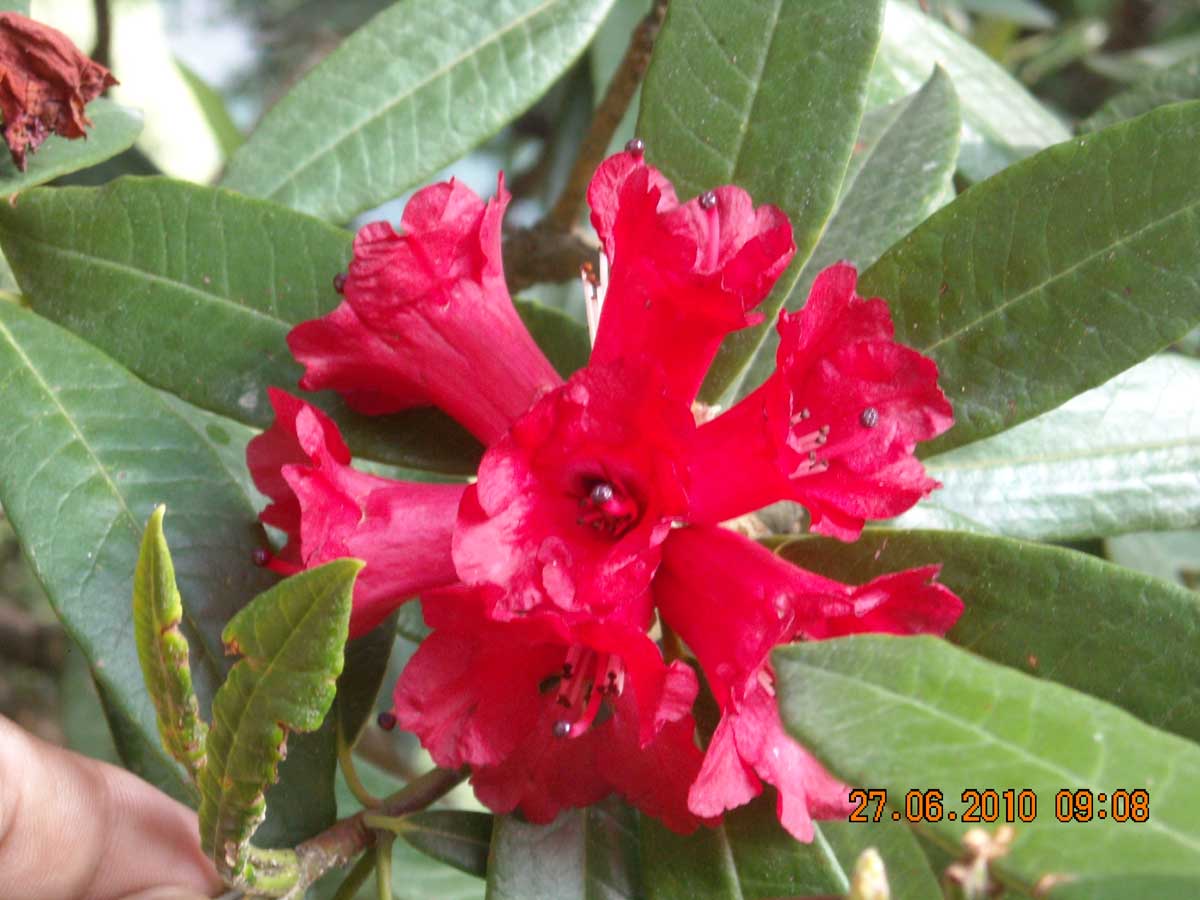 /wp-content/uploads/2020/10/Rhododendron%20fulgens-Eflora-7.jpg