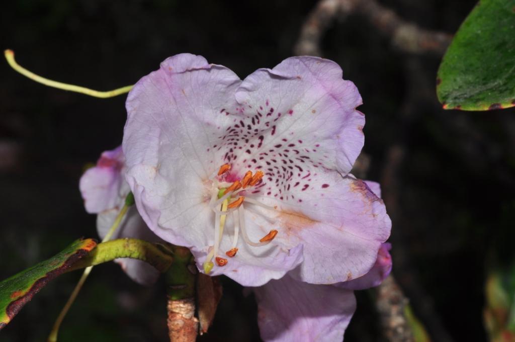/wp-content/uploads/2020/10/Rhododendron%20gibsonii1.jpg