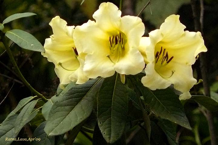 /wp-content/uploads/2020/10/Rhododendron%20wightii_Lava.jpg