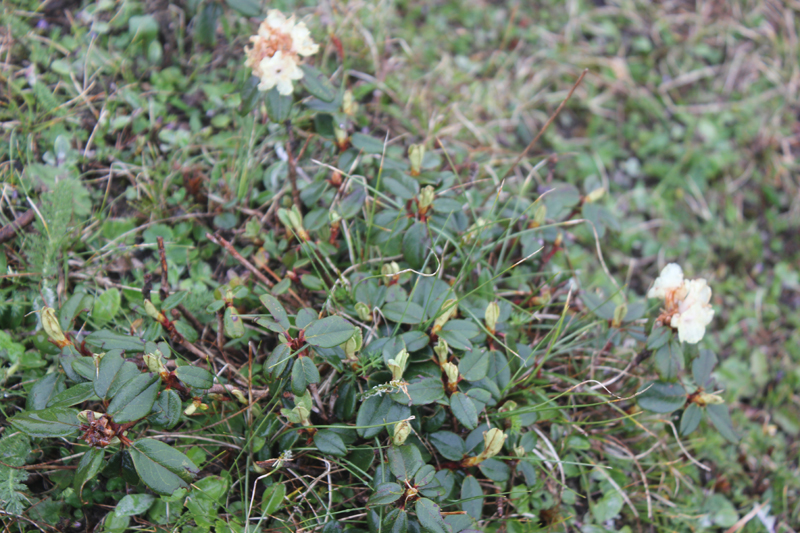 /wp-content/uploads/2020/10/Rhododendron-anthopogon-above%20Tungnath-IMG_2776-Uttarakhand-2.jpg
