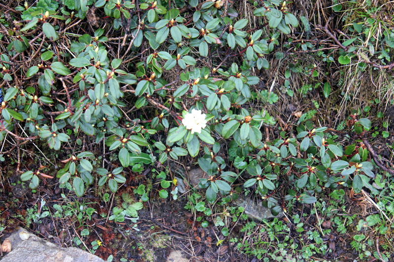 /wp-content/uploads/2020/10/Rhododendron-anthopogon-above%20Tungnath-IMG_2784-Uttarakhand-3.jpg