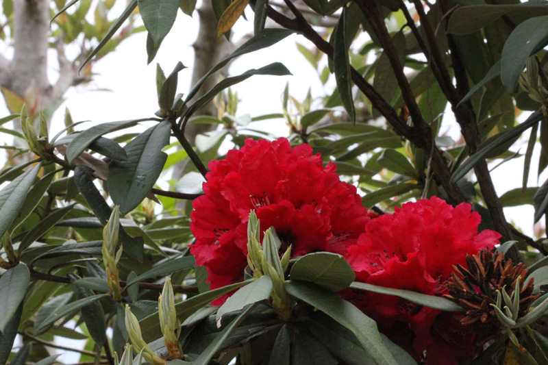 /wp-content/uploads/2020/10/Rhododendron-arboreum-Kausani-IMG_1186-Kausani-3.jpg