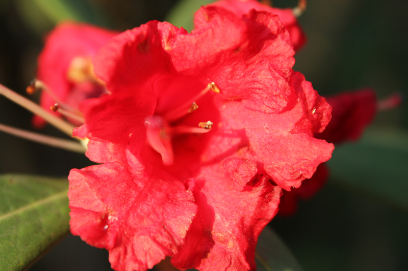 /wp-content/uploads/2020/10/Rhododendron-arboreum-Ukhimath-IMG_2140-Uttarakhand-2.jpg