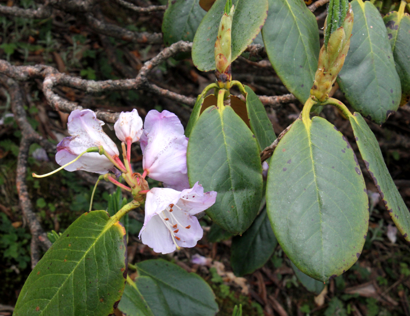 /wp-content/uploads/2020/10/Rhododendron-campanulatum-confirm-above%20Chopta-IMG_2314-Uttarakhand-2.jpg