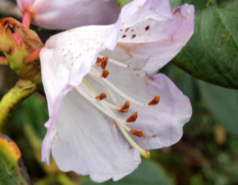 /wp-content/uploads/2020/10/Rhododendron-campanulatum-confirm-above%20Chopta-IMG_2316-Uttarakhand-1.jpg