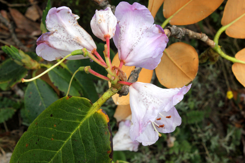 /wp-content/uploads/2020/10/Rhododendron-campanulatum-confirm-above%20Chopta-IMG_2321-Uttarakhand-3.jpg