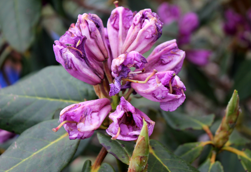 /wp-content/uploads/2020/10/Rhododendron-campanulatum-pink-confirm-below%20Tungnath-IMG_2488-Uttarakhand-3.jpg