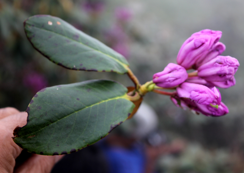 /wp-content/uploads/2020/10/Rhododendron-campanulatum-pink-confirm-below%20Tungnath-IMG_2492-Uttarakhand-1.jpg