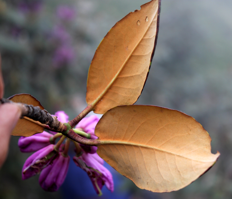 /wp-content/uploads/2020/10/Rhododendron-campanulatum-pink-confirm-below%20Tungnath-IMG_2493-Uttarakhand-2.jpg