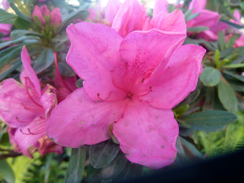 /wp-content/uploads/2020/10/Rhododendron-indicum--Rose%20Glow--Summerwinds%20nursery-Sunnyvale-P1080219-California-1.jpg