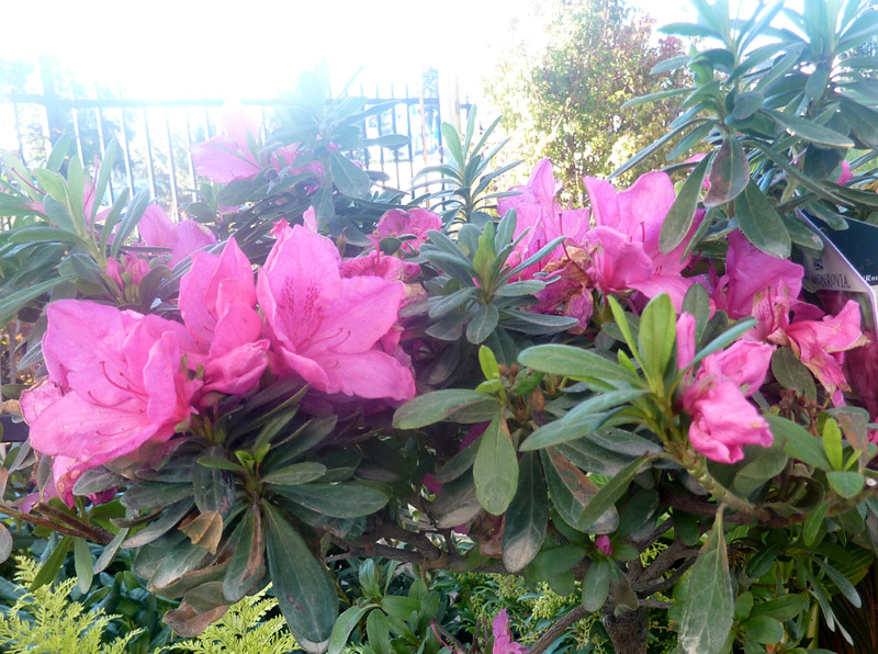 /wp-content/uploads/2020/10/Rhododendron-indicum--Rose%20Glow--Summerwinds%20nursery-Sunnyvale-P1080221-California-2.jpg