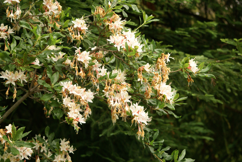 /wp-content/uploads/2020/10/Rhododendron-occidentale-DSC05413-SFO-California-1.jpg