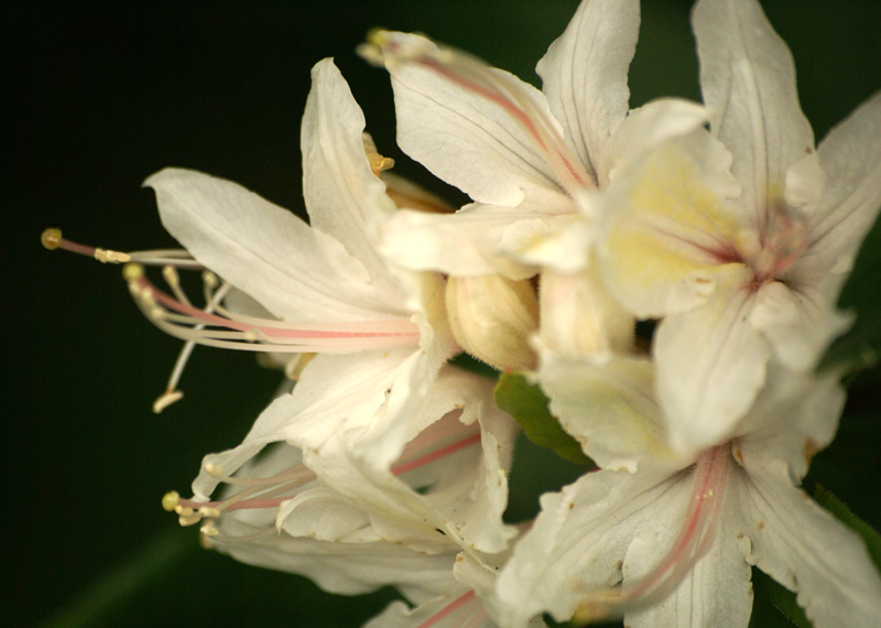 /wp-content/uploads/2020/10/Rhododendron-occidentale-DSC05417-SFO-California-2.jpg