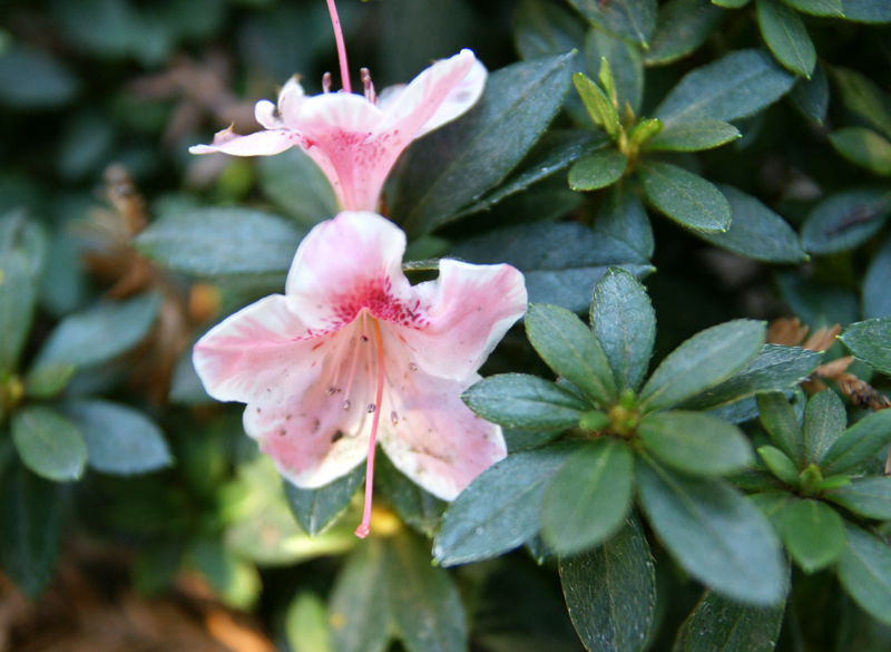 /wp-content/uploads/2020/10/Rhododendron-pulchrum-Sunnyvale-DSC07110-California-1.jpg