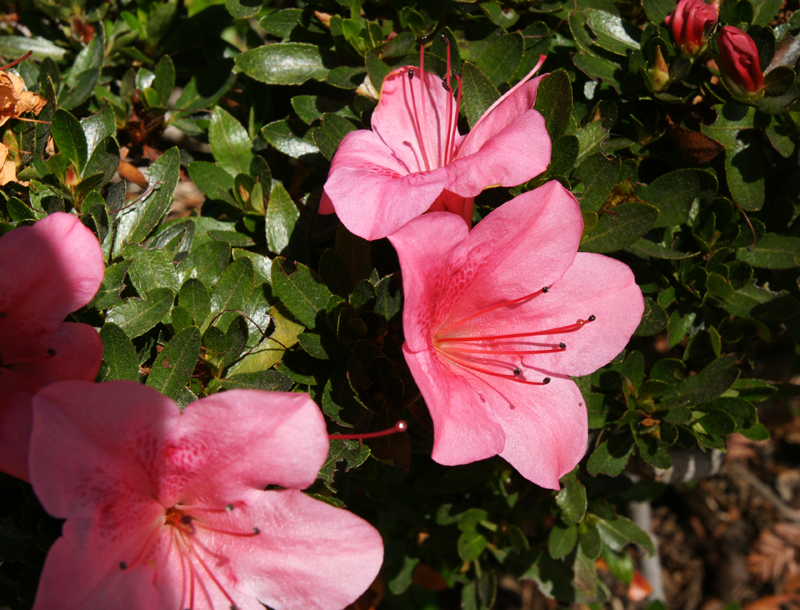 /wp-content/uploads/2020/10/Rhododendron-pulchrum-unnyvale-DSC06597-California-1.jpg