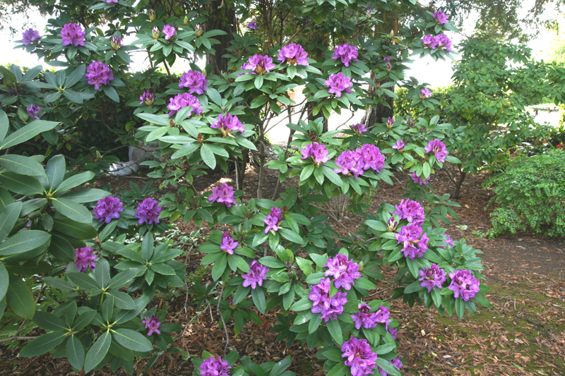 /wp-content/uploads/2020/10/Rhododendron-purple%20passion-Sunnyvale-DSC07022-California-1.jpg