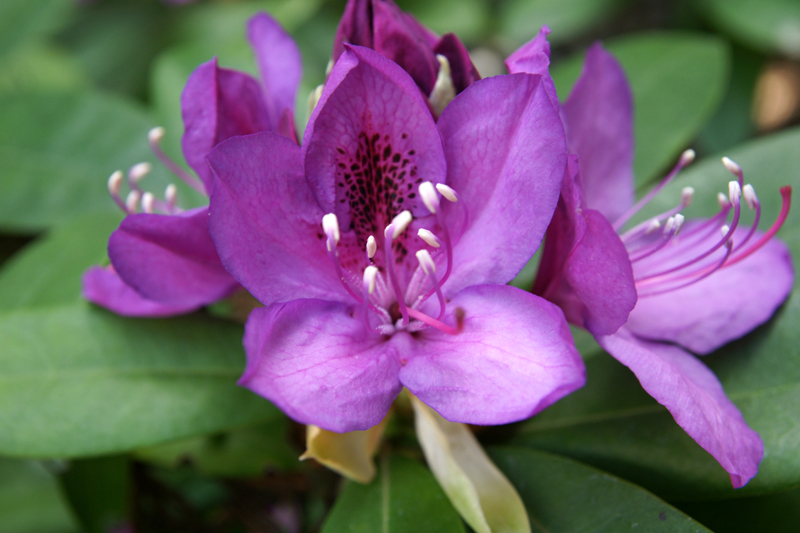 /wp-content/uploads/2020/10/Rhododendron-purple%20passion-Sunnyvale-DSC07025California-2.jpg