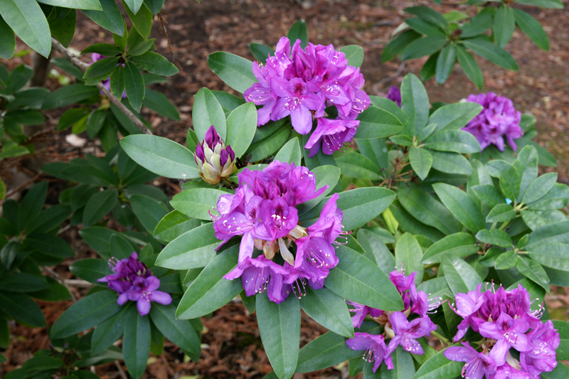/wp-content/uploads/2020/10/Rhododendron-purple%20passion-Sunnyvale-DSC07035-California-3.jpg
