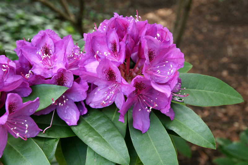 /wp-content/uploads/2020/10/Rhododendron-purple%20passion-Sunnyvale-DSC07036-California-4.jpg