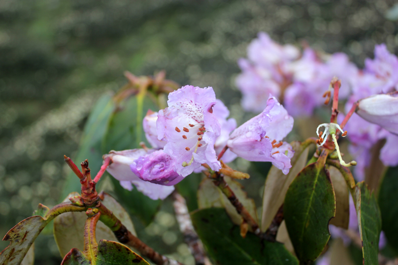 /wp-content/uploads/2020/10/Rhododendron-sp-above%20Tungnath-IMG_2800-Uttarakhand-2.jpg