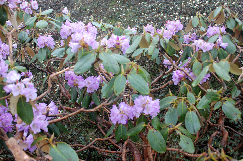 /wp-content/uploads/2020/10/Rhododendron-sp-above%20Tungnath-IMG_2803-Uttarakhand-4.jpg
